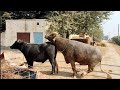 Hybrid Buffalo Meeting | Natural Animal Meeting video 2022 | bull and Buffalo Meeting