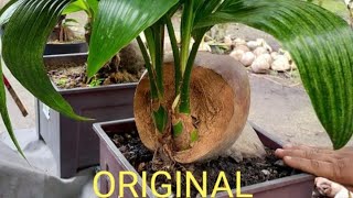 KOLEKSI BONKLA DUA CABANG #3 ORIGINAL