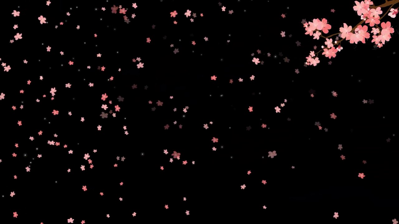 footage of chernobyl Cherry Blosom petals falling branch - Free motion graphics // 50fps