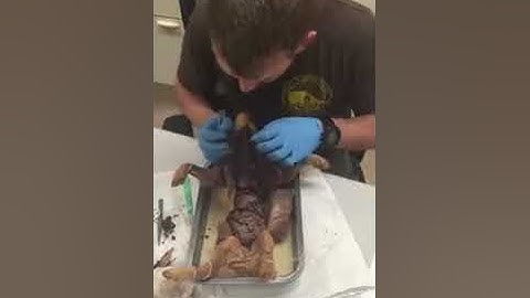 Fetal Pig Lymphatic System