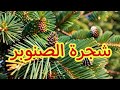 شجرة الصنوبر 