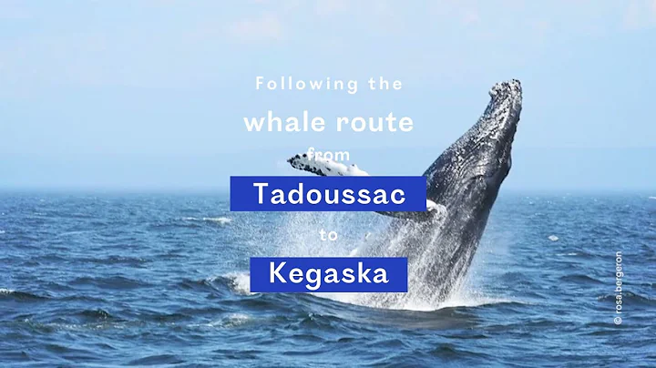 The Whale route in 7 days | Bonjour Québec