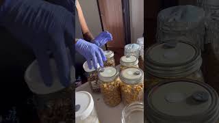 Grain to grain transfer with corn spawn for mushroom cultivation – efficient and clean technique!