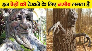 इन दुर्लभ पेड़ के आगे Scientist भी हैरान है | Rarest and Weirdest Trees in the World