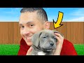 I Bought a New Dog !
