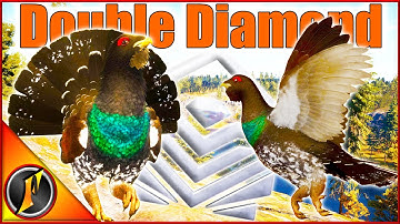 Double Capercaillie Diamond on Revontuli Coast!
