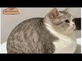 FOF:Pertama kali ngajak ayang ketemu ema#meme #kucing 