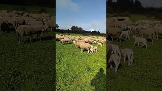 Ovejas y sus borregos en el campo 🌼