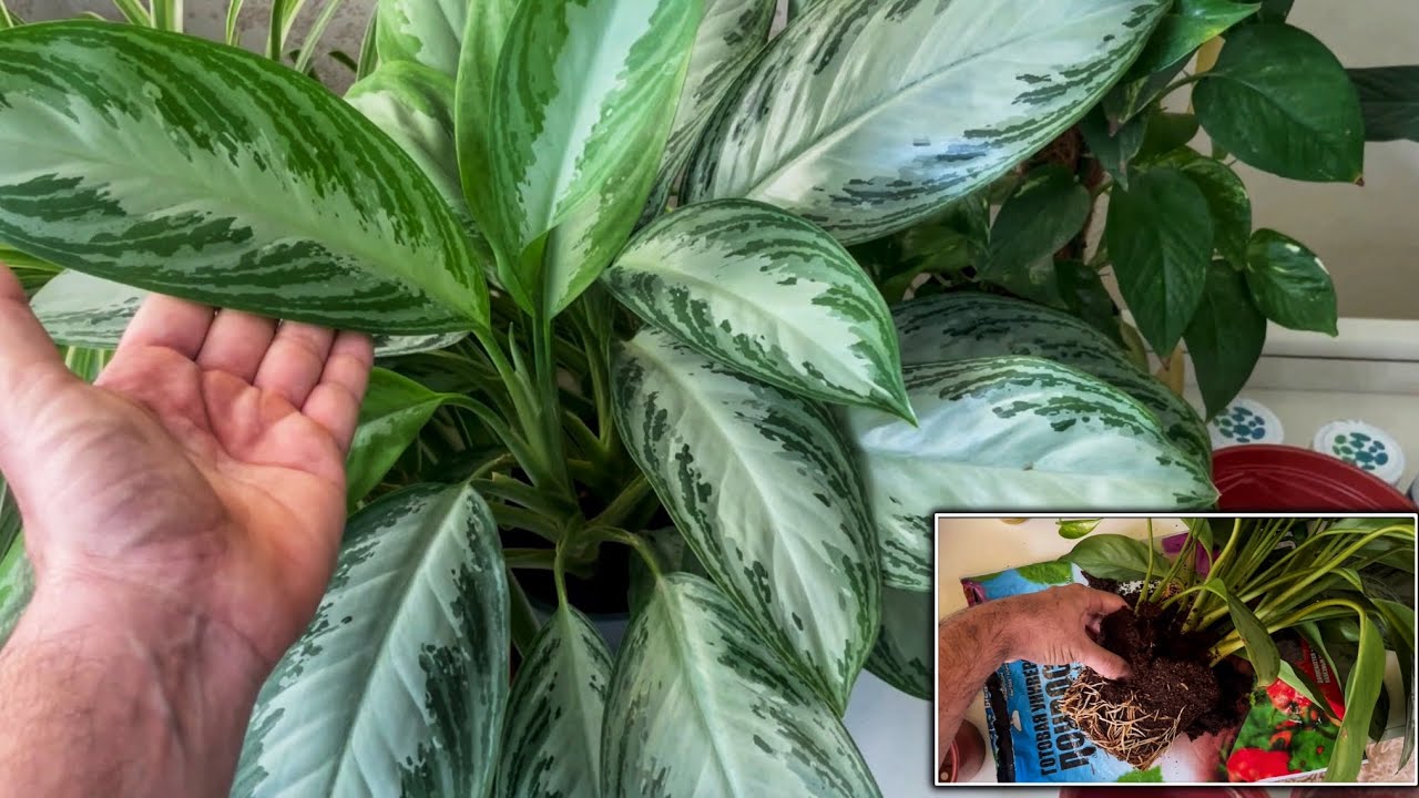 Аглаонема тупроғини алмаштирдик ва 