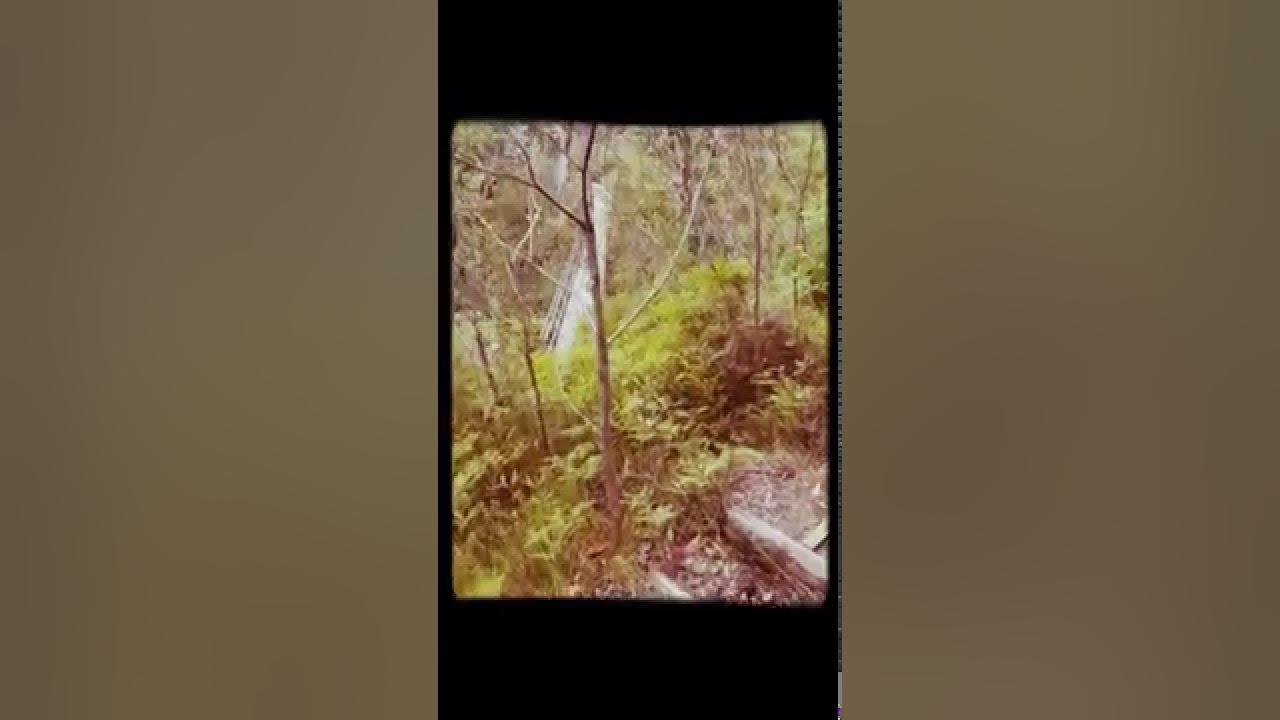 Govetts Leap to Evans Lookout YouTube