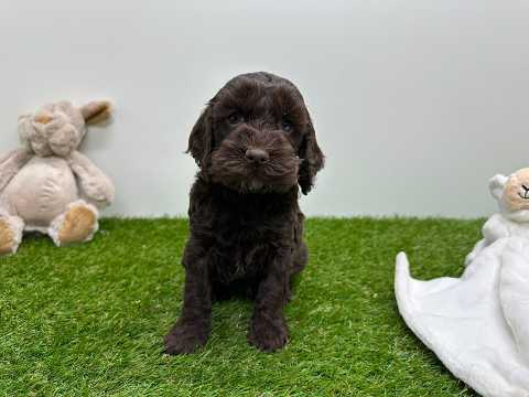 Video Cockapoo