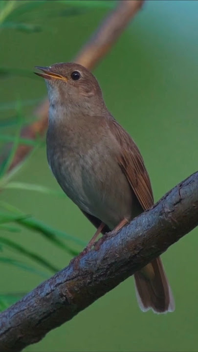 Suara Burung untuk Menarik Burung #shorts #trending #viral