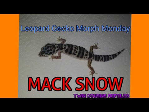Mack Snow: Leopard Gecko Morph Monday S1 Episode 4 - YouTube