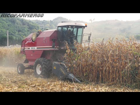 MAIS HARVEST 2K20 | FIATAGRI 3550AL + Corn Head CRESSONI 5 FILE | LAMBORGHINI PREMIUM 1800