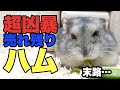 ペットショップで売れ残った超凶暴なハムスターの末路…#Shorts