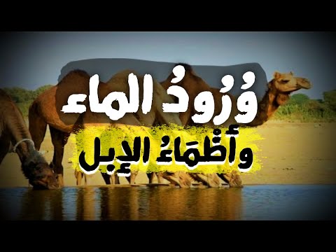 الأمالي الحلقة 41 ور ود الماء وأظماء الإبل قاموس الو رد في العربية