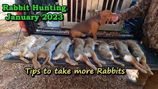 Hunting rabbits with fast dogs/How to train dogs to run rabbits/Rabbit hunting in South Carolina