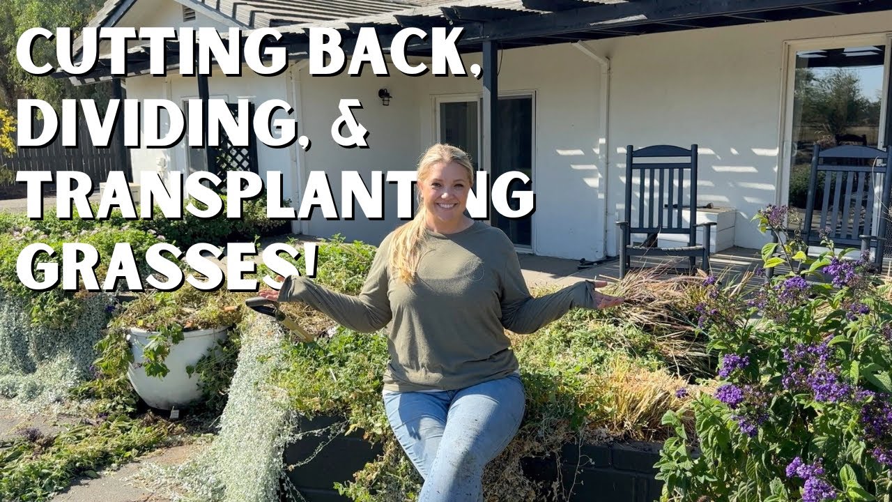 How to Cut Back, Divide, & Transplant Ornamental Grasses! 🌾