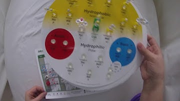 Identifying Amino Acid Sidechains and Sorting Them Based on Their Chemical Properties