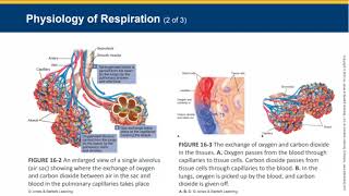 EMT22 Chapter 16 Respiratoy Emergencies Part 1 Version 2