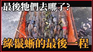 被抓的綠鬣蜥最後去哪了全台瘋捉綠鬣蜥民眾最好奇的問題J爸全程記錄一次解答TRG用臉探險 | EP67  | iguana | Taiwan