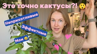 картинка: Неприхотливые, но эффектные: мои лесные кактусы