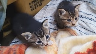 Kittens were found in the warehouse. What's happening??