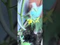 #tomaten #gartenliebe #gemüsegarten #gemüseanbau #bauerngarten #selbstversorgergarten #shorts #diy