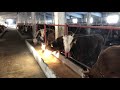 Откорм калмыцких бычков на привязи