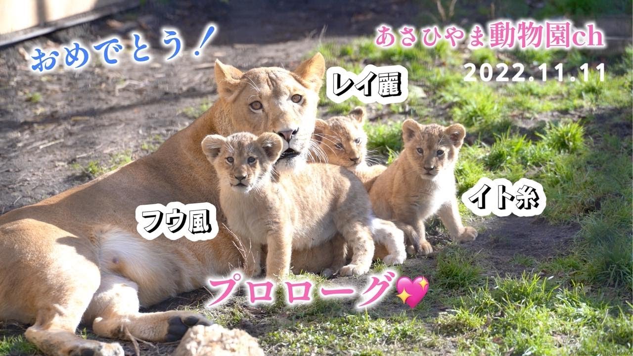 ライオン親子初公開！オリトに家族「プロローグ」美しきイオと子ども