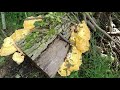 Catoctin Mountain Trails