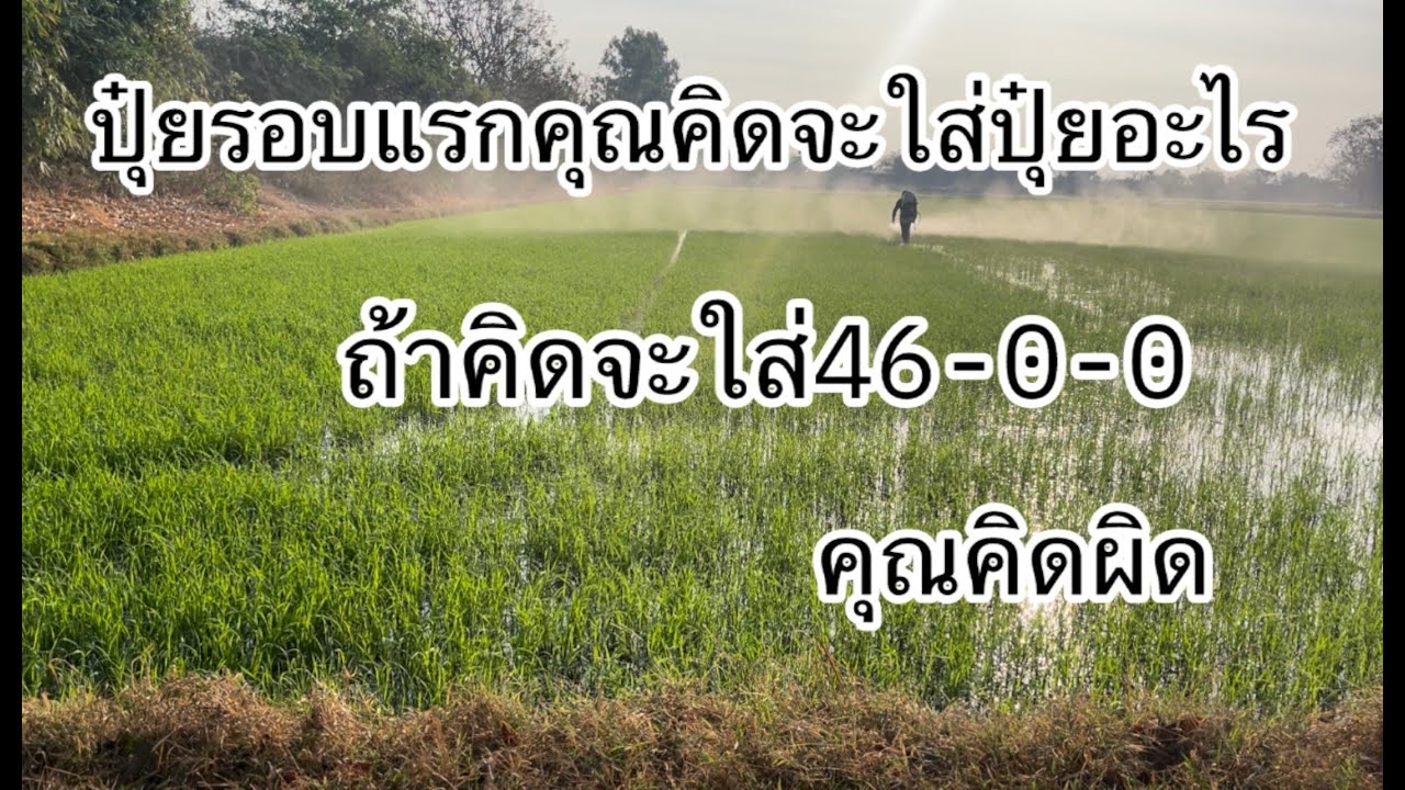 ปุ๋ย46-0-0ใส่รอบแรก