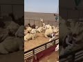 راعين المزين اذ انت ريع نيق فحط ليك راعين المزين اذ انت ريع نيق فحط ليك