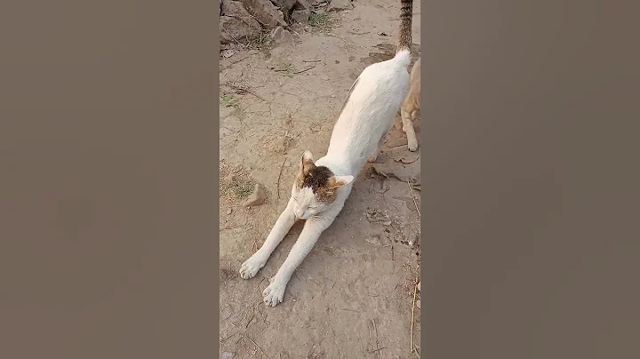 Video 8185441: persian cat burmese, oriental cat kitten, gray persian cat, persian cat house, cat funnycats cute, funny cat