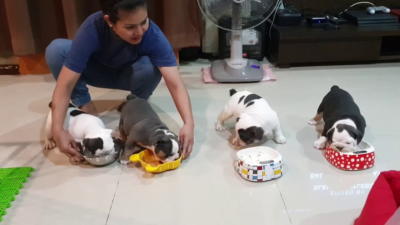 Hungry Puppies สี่ไข่ ใส่ยับ