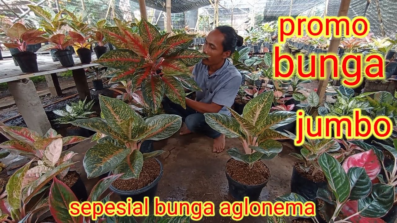 sepesial bunga aglonema jumbo dan besar dengan harga terjangkao