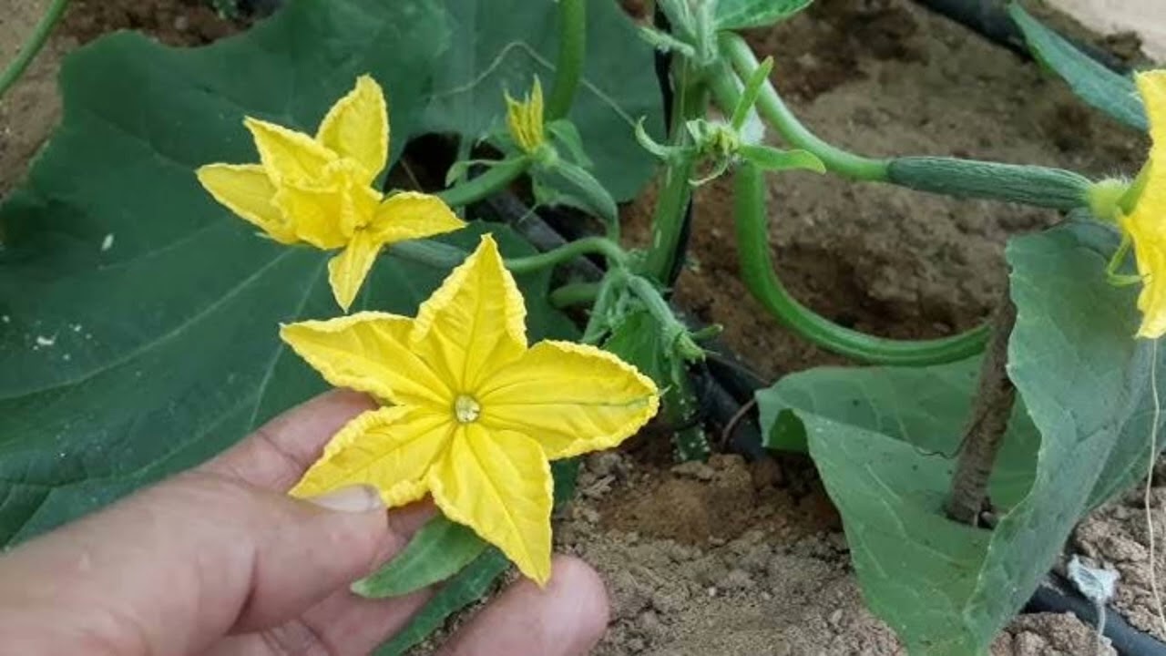 #أسباب خفية لتساقط أزهار الخيار وكيف تمنعها بسهولة!