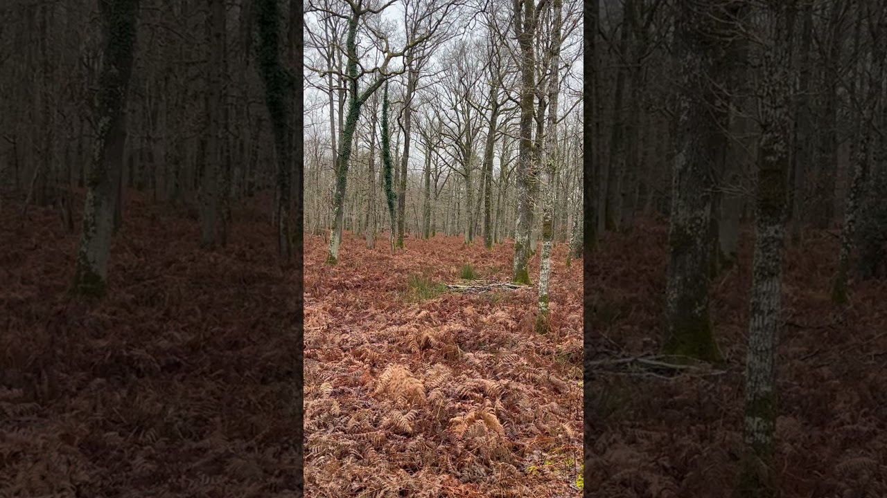 GRAND CERF EN BATTUE A 10 M ! CHASSE SOLOGNE ! 