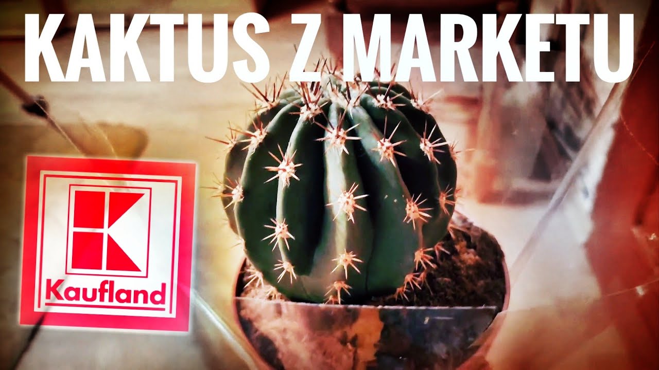 W Kauflandzie kaktusy :D Kaktusy z marketu odcinek 30 ;)