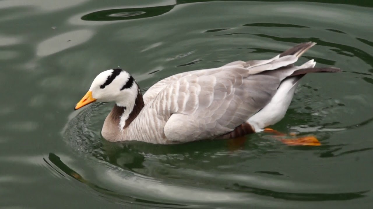 Streifengans (Anser indicus)