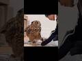 パパの表情をちらちら見ながら手を掴もうとするフクロウ　#owl #フクロウ #かわいい #ユーラシアワシミミズク #鳥