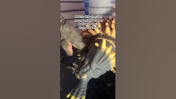 Kaiju universe be like #actionfigures #toys #godzilla #funny #funnymemes #kaiju #kaijuuniverse