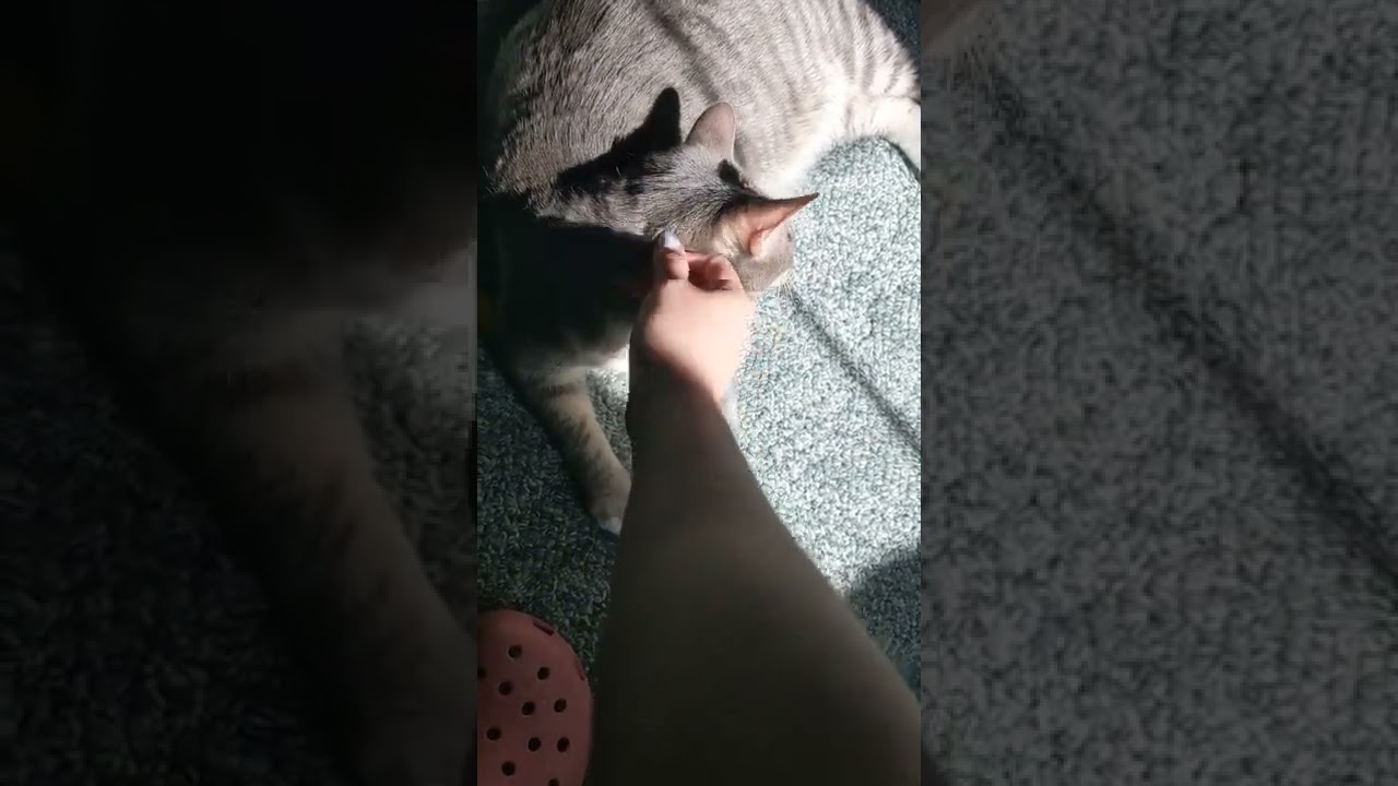 Cat Lounging in the Sun