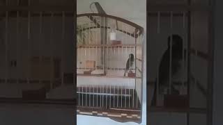 Coleiro  kikito tui tui cantando