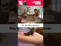 Will you flinch away from a #cockroach? 🪳
