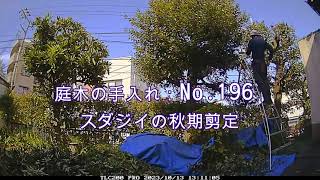 No.196_ スダジイの剪定 231013