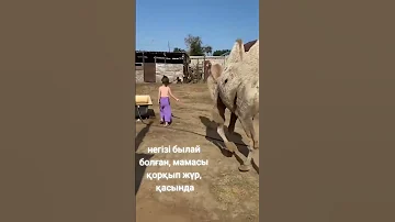 Храбрая девочка с верблюдом покорила пользователей соцсетей