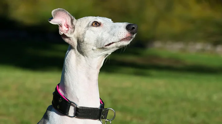 Spot the Differences: Whippet vs Italian Greyhound