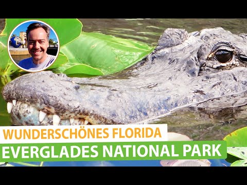 Video: Everglades National Park: Den komplette guide