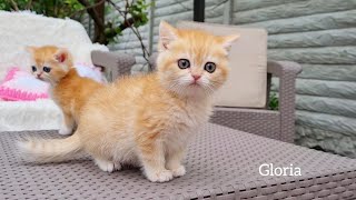 Kittens Mickey and Gloria walking outside for the first time